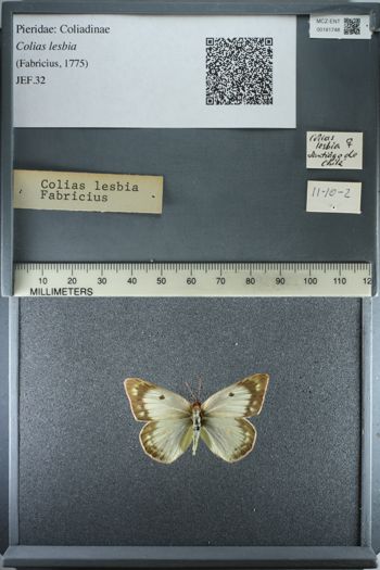 Media type: image;   Entomology 181748